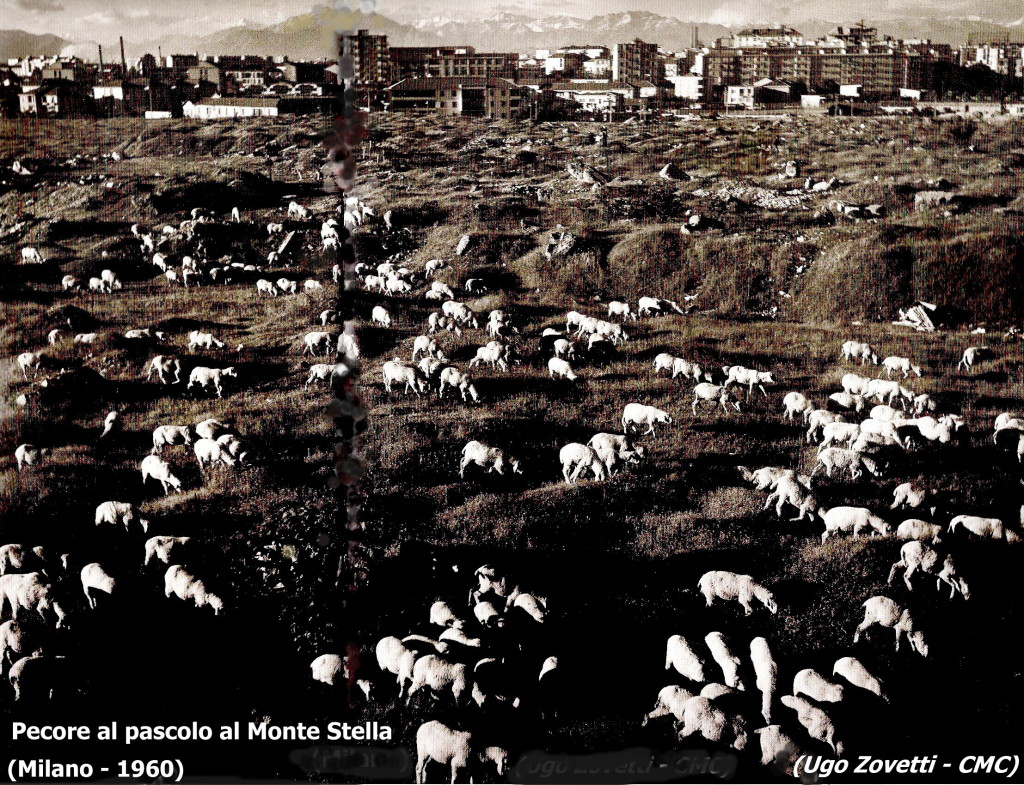 6 - Pecore al  Monte Stella
